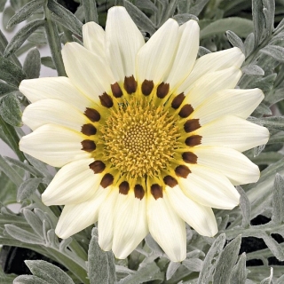 Газания Талент Уайт (гацания)