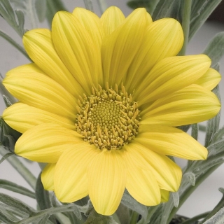 Газания Талент Еллоу (гацания)