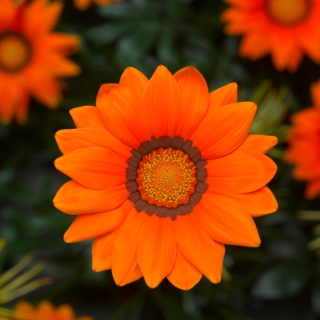 Газания (гацания) Кисс F1 Оранжевая