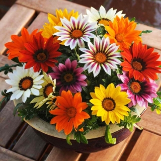 Газания (гацания) Солнечный луч смесь