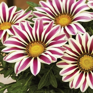 Газания (гацания) Кисс F1 Белое пламя