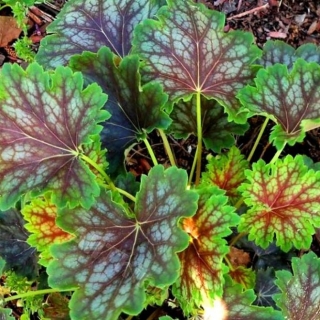 Гейхера Чудесный мрамор американская