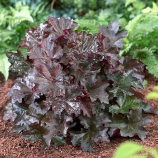 Гейхера Пурпурный Дворец