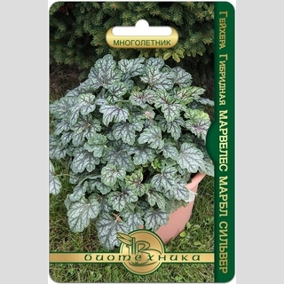 Гейхера Марвелес Марбл Сильвер (гибридная)