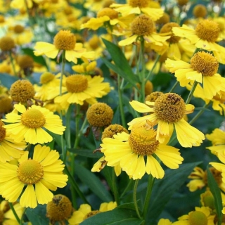 Гелениум Дионис