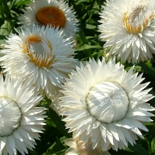 Гелихризум Албум