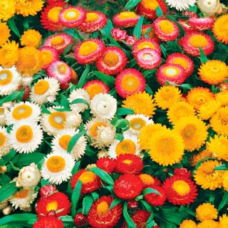 Гелихризум Лаковые миниатюры