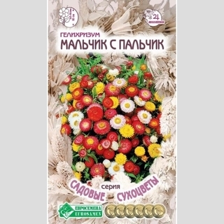 Гелихризум Мальчик с пальчик