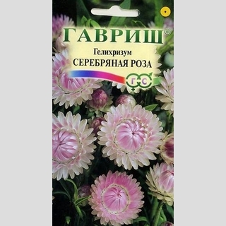 Гелихризум Серебряная роза