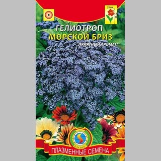 Гелиотроп Морской Бриз