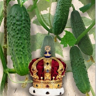 Огурец Генрих F1