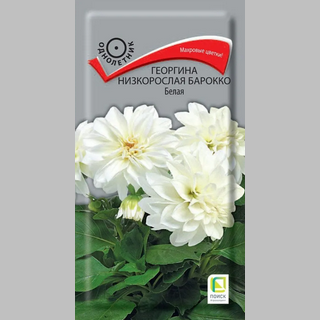 Георгина Барокко Белая