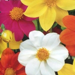 Георгина Бриджит смесь