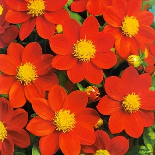 Георгина Лента красная