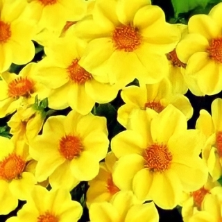 Георгина Лента золотая