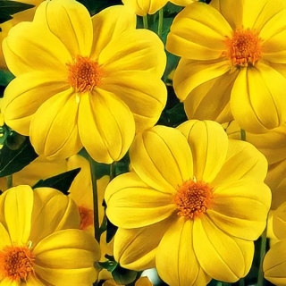 Георгина Мигнон Йеллоу