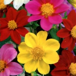 Георгина Пикколо смесь