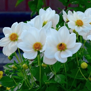 Георгина Румба белая