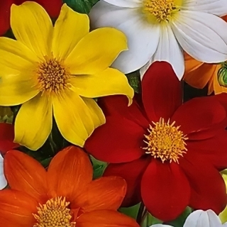 Георгина Румба смесь