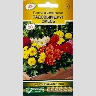 Георгина Садовый Друг смесь