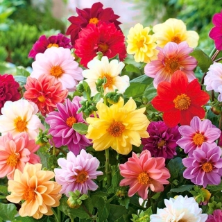 Георгина Садовый Друг смесь