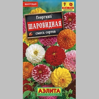 Георгина Шаровидная, смесь сортов