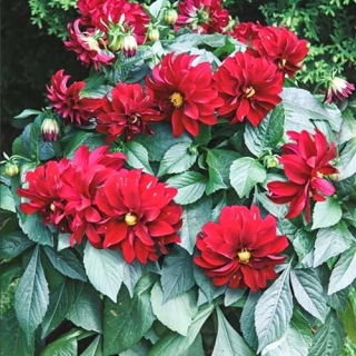 Георгина Карлсон Ред Шейдс