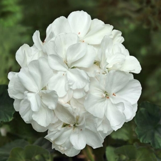 Герань Балконная перламутр F2