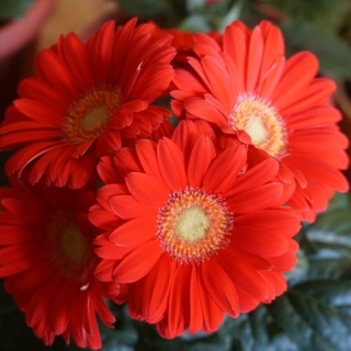 Гербера Колорблум Черри Лайт Ай