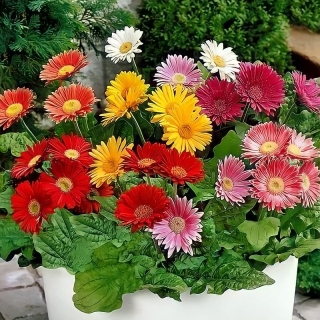 Гербера Лучики