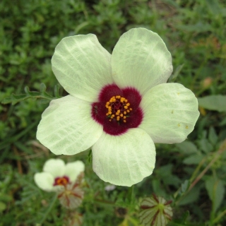 Гибискус Одинокая гармонь (тройчатый)