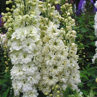 Дельфиниум Новозеландский гигант Лайм супермахровый