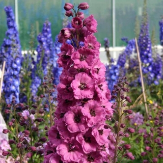 Дельфиниум Новозеландский гигант Розовый махровый