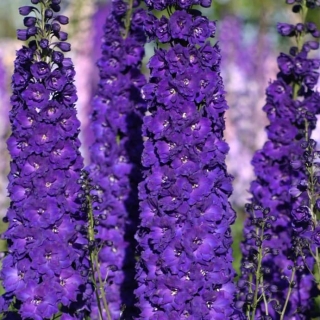 Дельфиниум Новозеландский гигант Ультрафиолет супермахровый