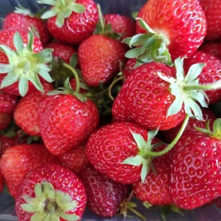 Земляника Гиганто Росса ремонтантная (большой пакет)