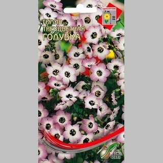 Гилия Голубка