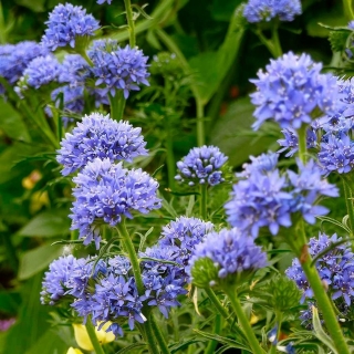 Гилия Голубые помпоны