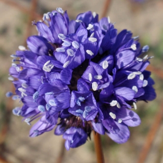 Гилия Орфей головчатая