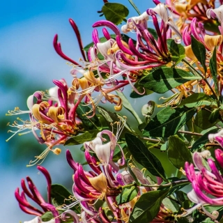 Жимолость Татарская (большой пакет)