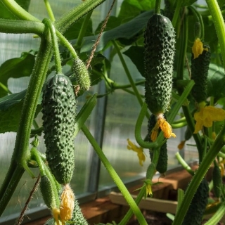 Огурец Гинга F1