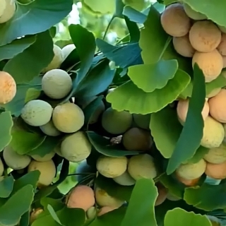 Гинкго билоба Реликт (двулопастный)