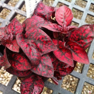 Гипоэстес Splash Select Red (большой пакет)