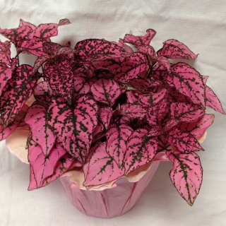 Гипоэстес Splash Select Rose (большой пакет)