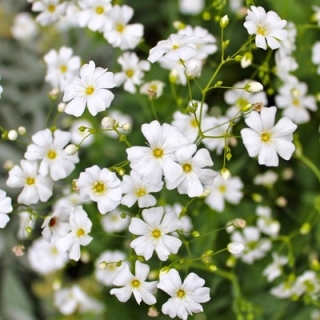 Гипсофила Изваяние изящная белая