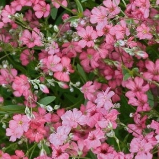 Гипсофила Роза изящная