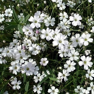 Гипсофила Белая ползучая