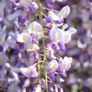 Глициния Китайская (большой пакет)