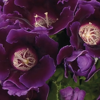 Глоксиния Аванти синяя F1