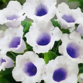 Глоксиния Аванти светло-фиолетовая F1