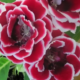 Глоксиния Брокада Красная с белым F1